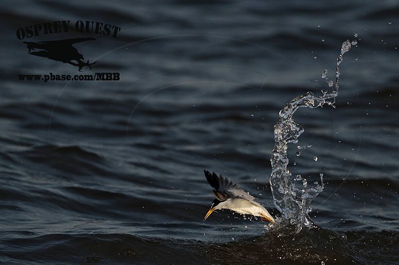 _MG_4339 Least Tern.jpg
