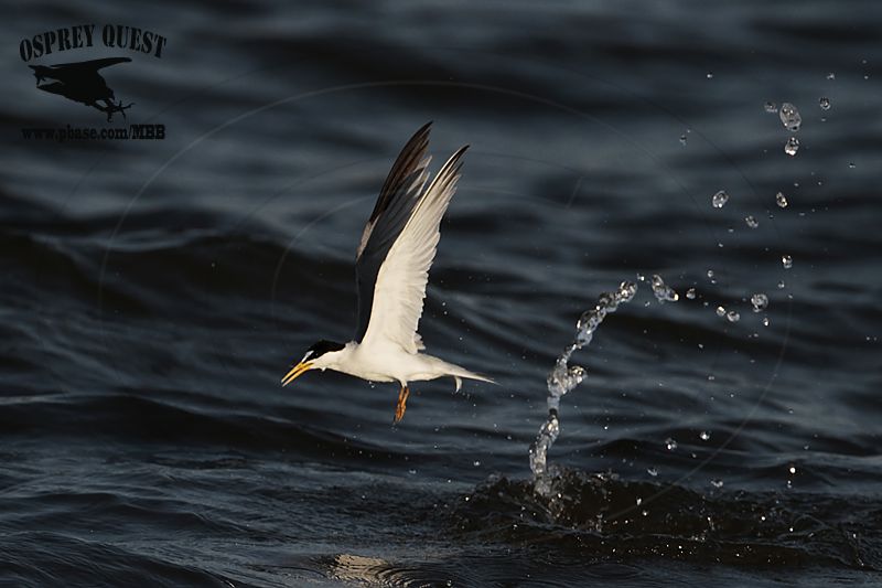 _MG_4340 Least Tern.jpg