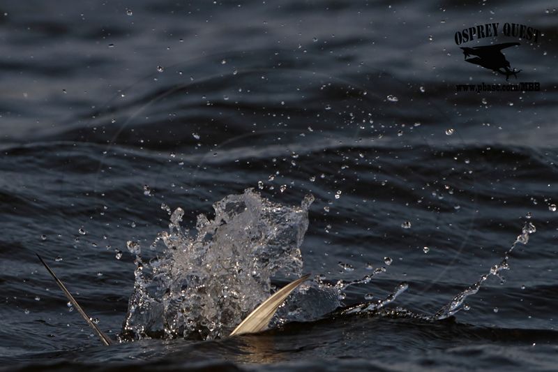 _MG_4420 Least Tern.jpg