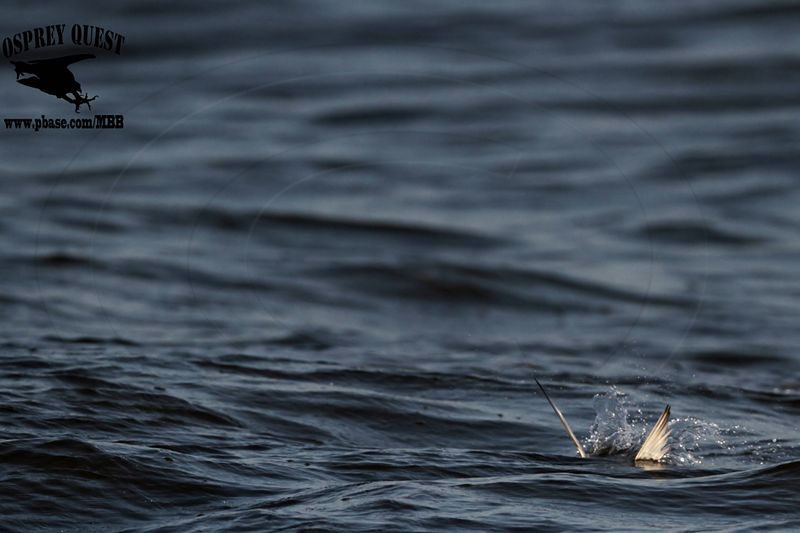 _MG_4821 Least Tern.jpg