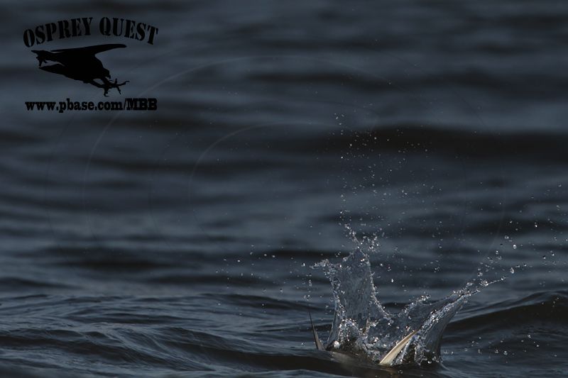 _MG_4838 Least Tern.jpg