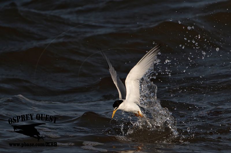 _MG_5075 Least Tern.jpg