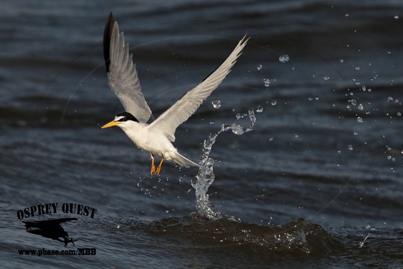 _MG_5094 Least Tern.jpg