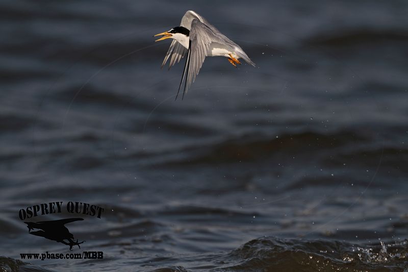 _MG_5201 Least Tern.jpg