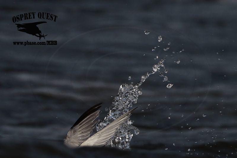 _MG_6121 Least Tern.jpg