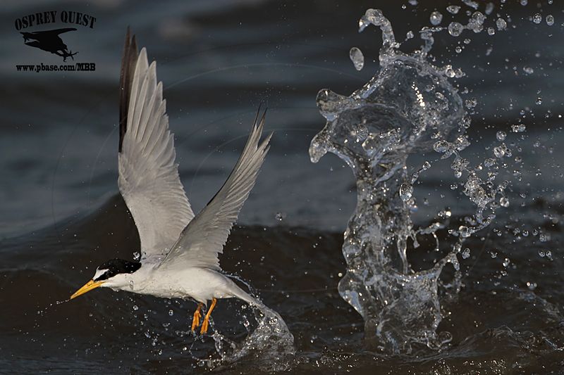 _MG_6230 Least Tern.jpg