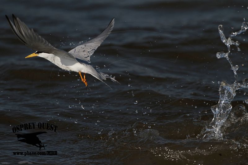 _MG_6242 Least Tern.jpg