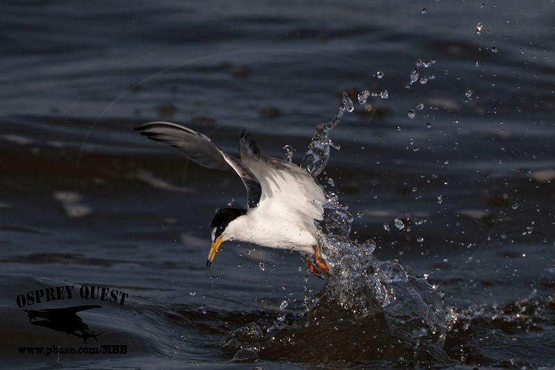 _MG_6290 Least Tern.jpg