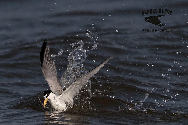 _MG_6415 Least Tern.jpg