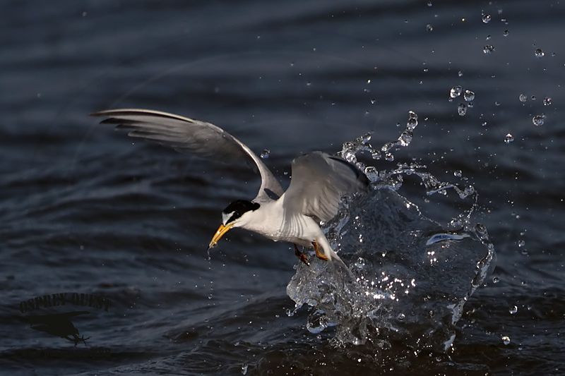 _MG_6416 Least Tern.jpg
