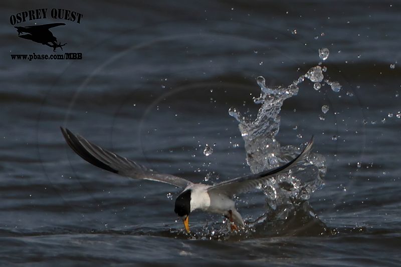 _MG_6671 Least Tern.jpg