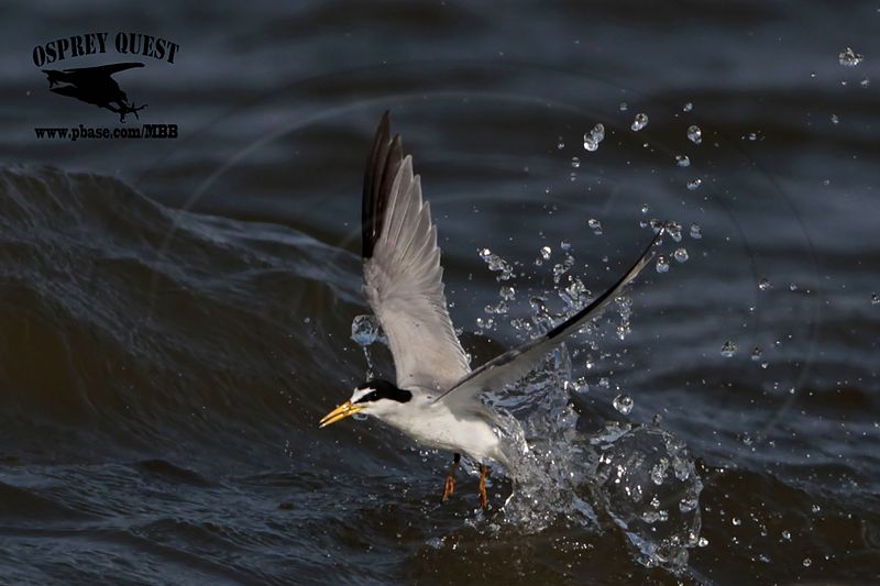 _MG_6680 Least Tern.jpg