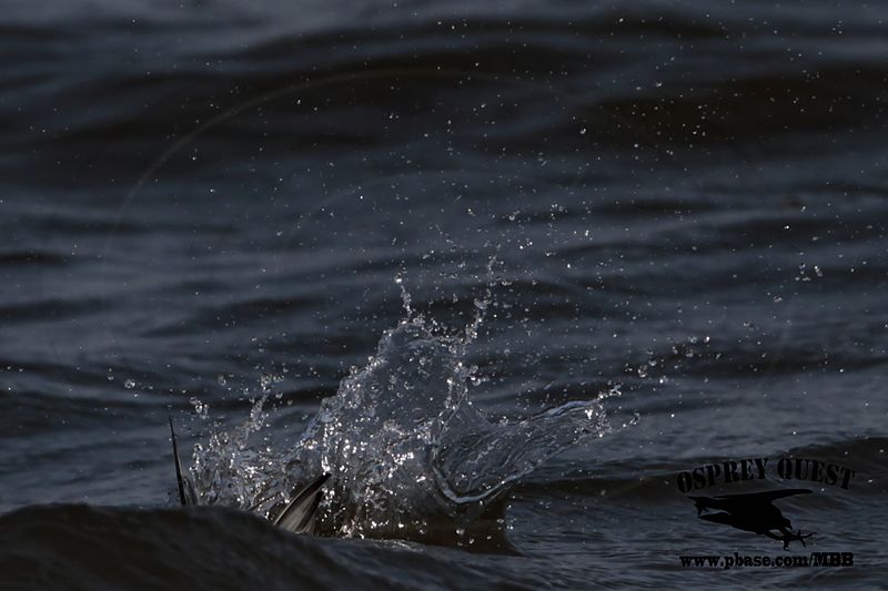 _MG_6686 Least Tern.jpg