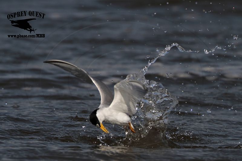_MG_7862 Least Tern.jpg