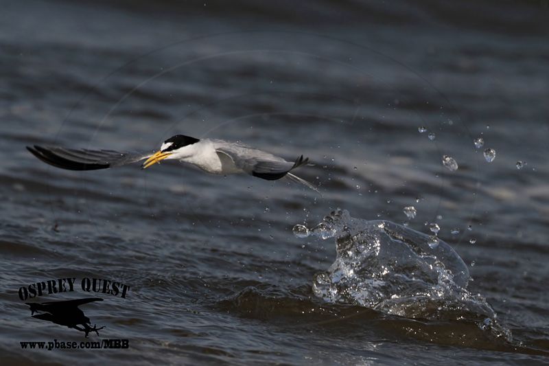 _MG_7863 Least Tern.jpg