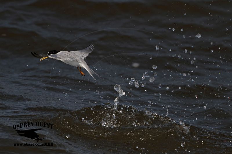 _MG_8002 Least Tern.jpg