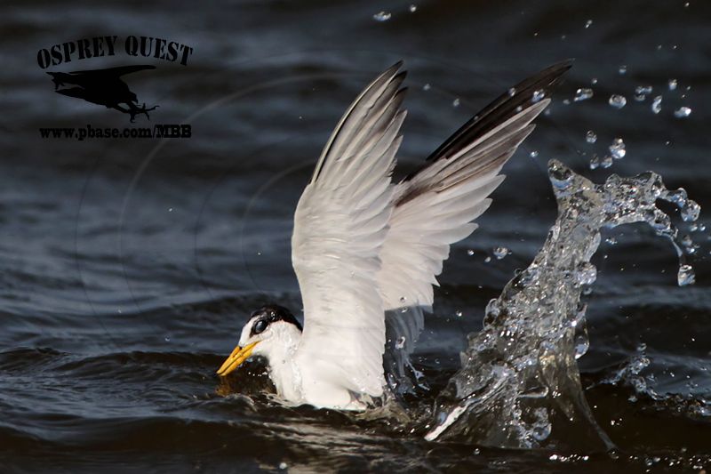 _MG_8073 Least Tern.jpg
