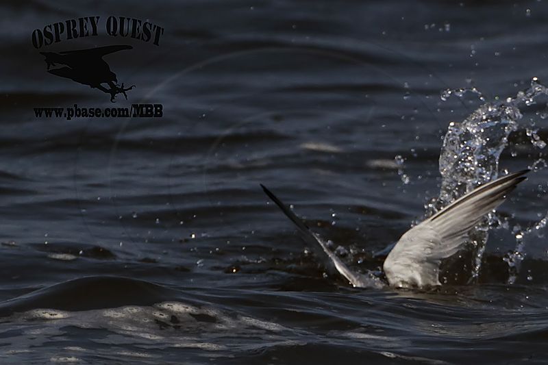 _MG_8268 Least Tern.jpg