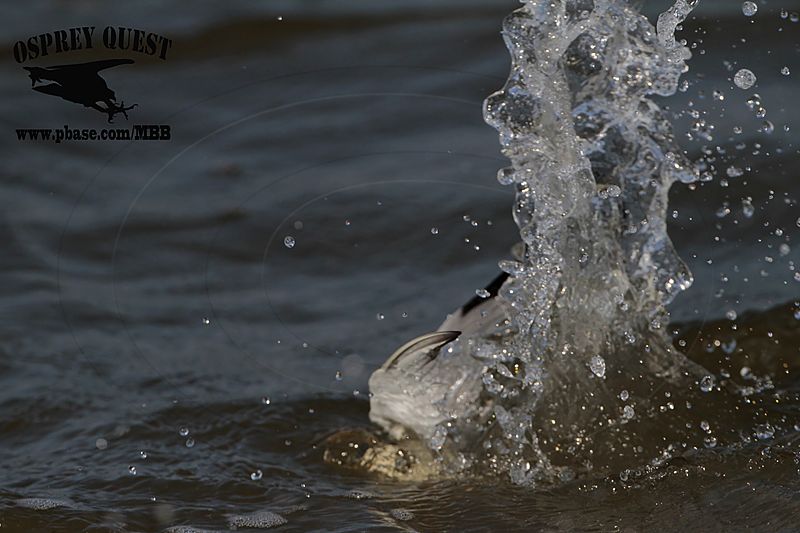 _MG_8602 Least Tern.jpg