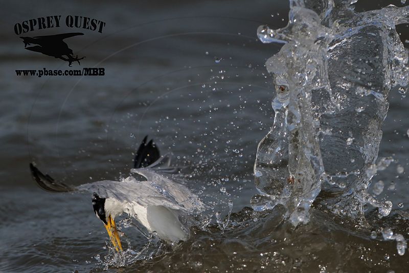_MG_8603 Least Tern.jpg