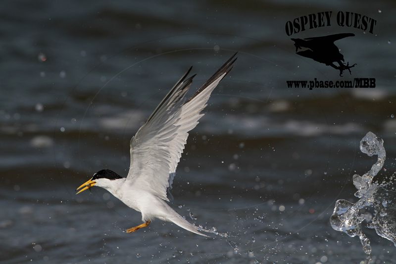 _MG_8604 Least Tern.jpg