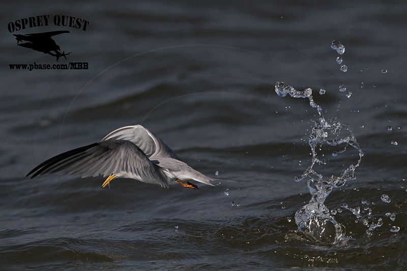 _MG_8742 Least Tern.jpg