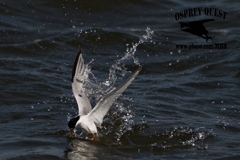 _MG_8978 Least Tern.jpg