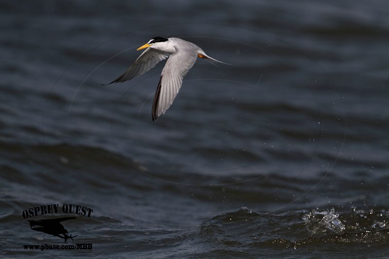 _MG_9084 Least Tern.jpg