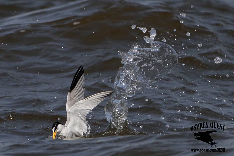 _MG_9482 Least Tern.jpg