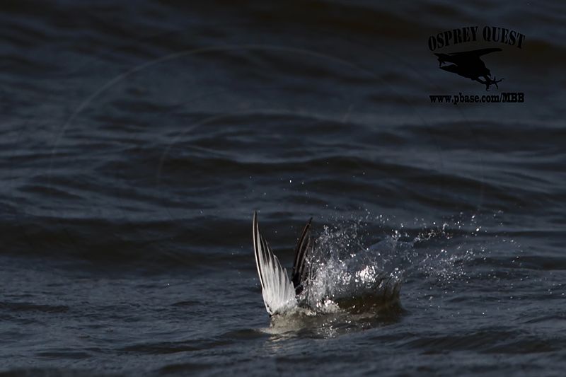 _MG_9644 Least Tern.jpg