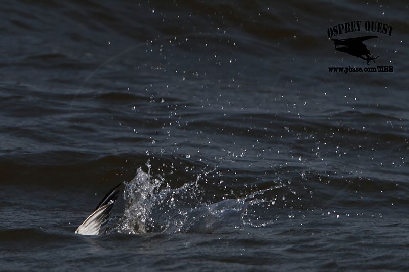 _MG_9645 Least Tern.jpg