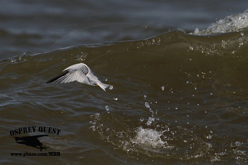 _MG_9707 Least Tern.jpg