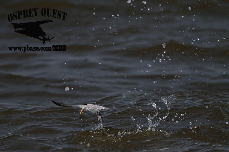 _MG_9713 Least Tern.jpg