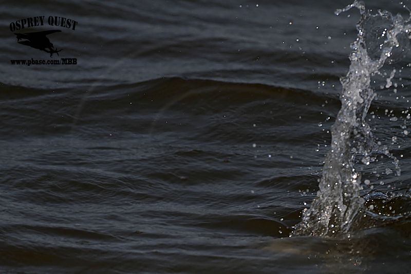_MG_9824 Least Tern.jpg