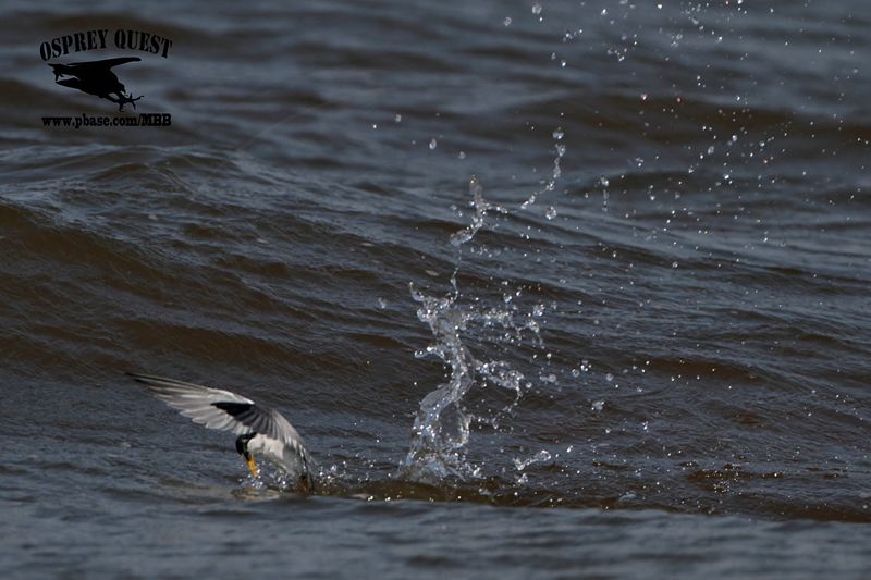 _MG_9836 Least Tern.jpg