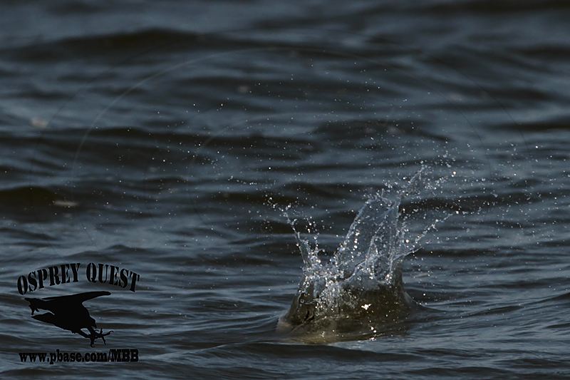 _MG_9880 Least Tern.jpg