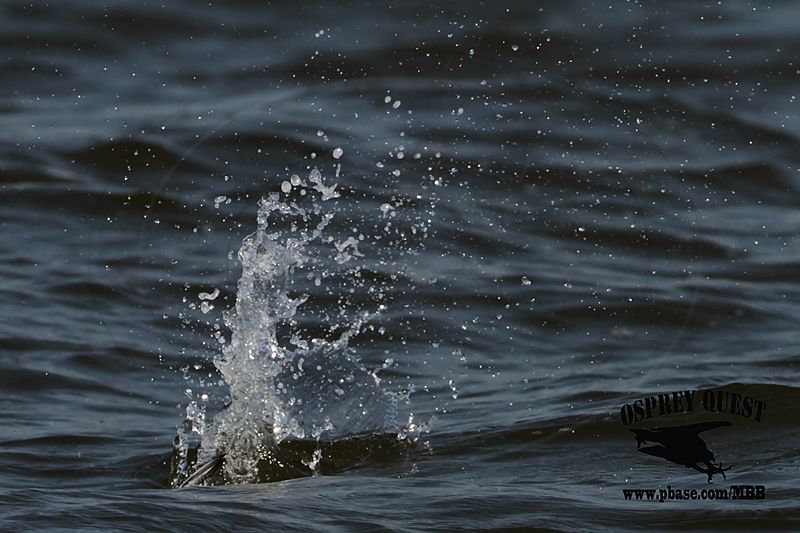 _MG_9881 Least Tern.jpg