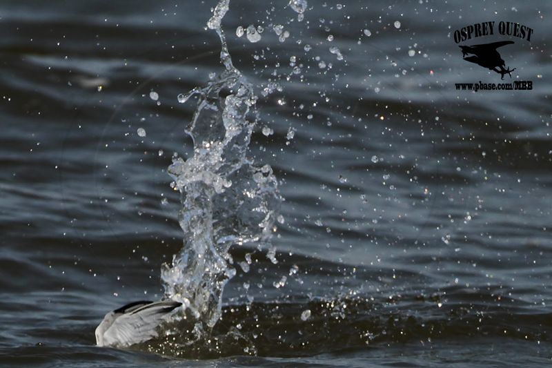 _MG_9882 Least Tern.jpg
