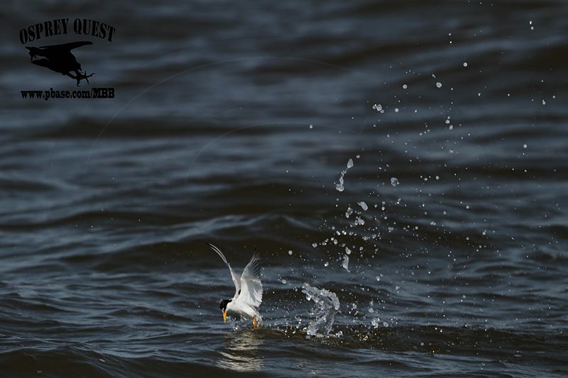 _MG_9883 Least Tern.jpg