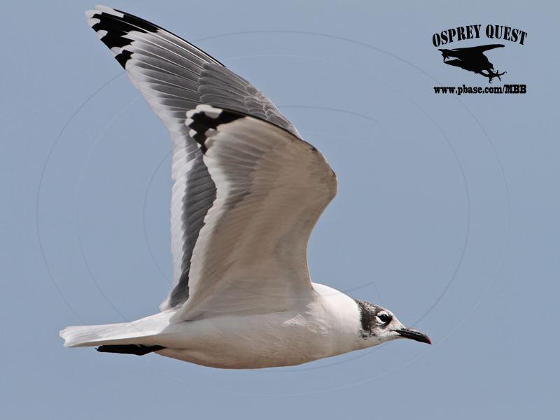 _MG_2748 Franklins Gull.jpg