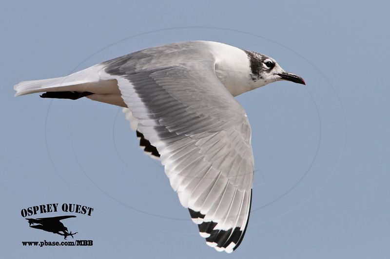 _MG_2751 Franklins Gull.jpg