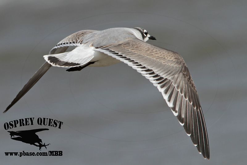 _MG_3536 Franklins Gull.jpg