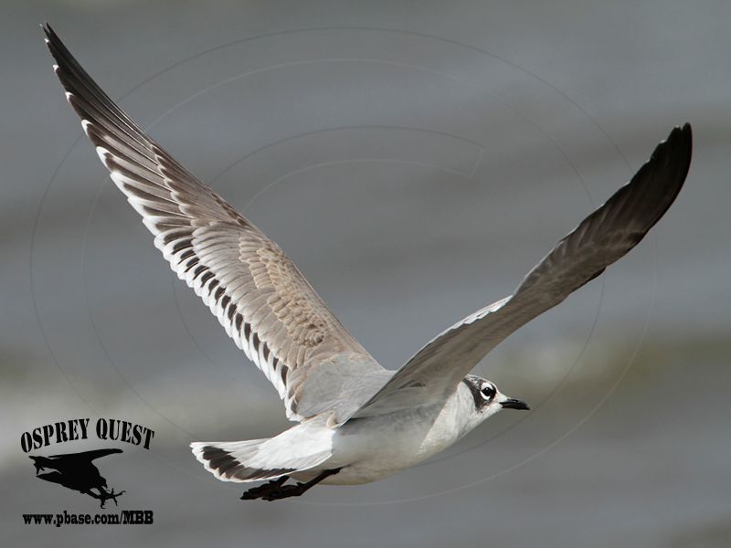 _MG_3540 Franklins Gull.jpg