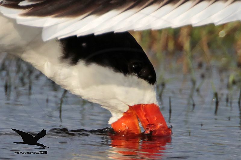 _MG_2014crop Black Skimmer.jpg