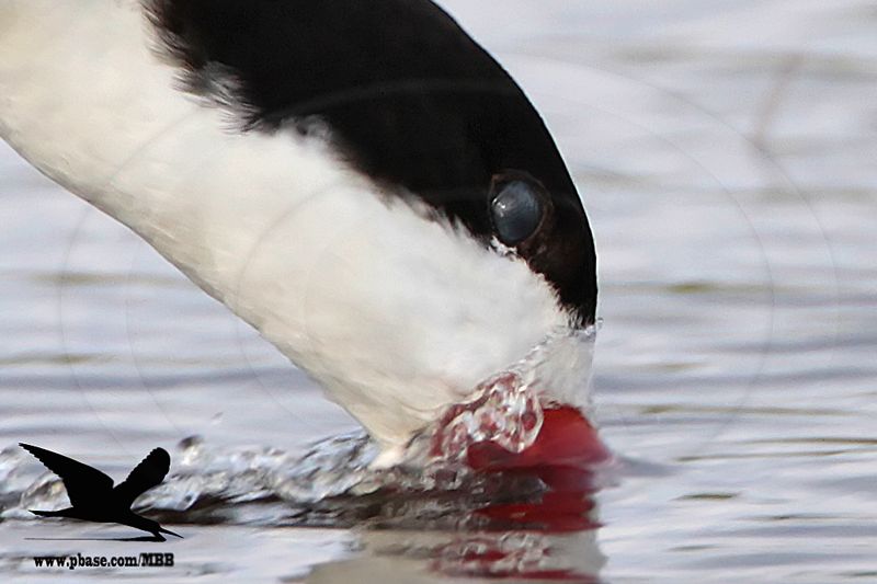 _MG_2060 Black Skimmer.jpg