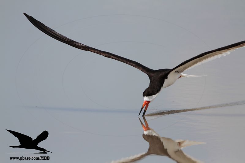 _MG_8328 Black Skimmer.jpg