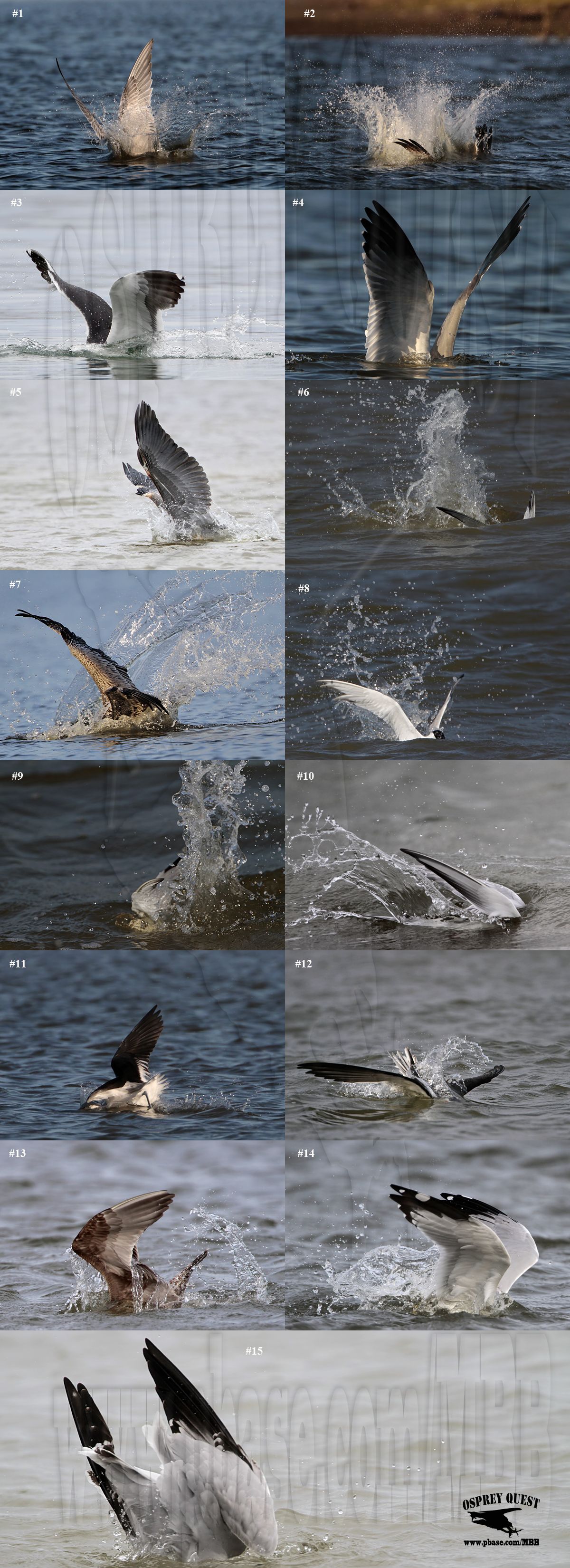 Avian species plunging into water.jpg