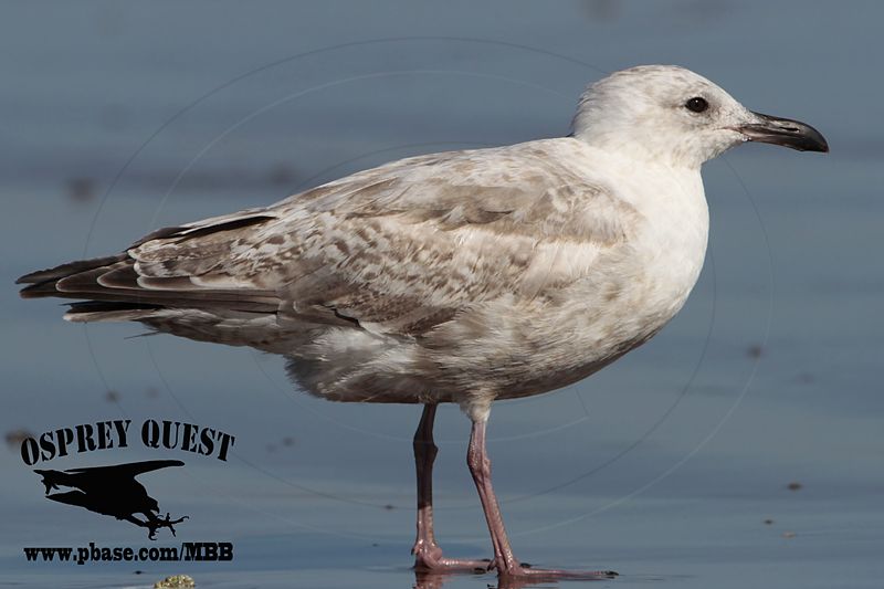 _MG_9403 Thayers Gull?.jpg