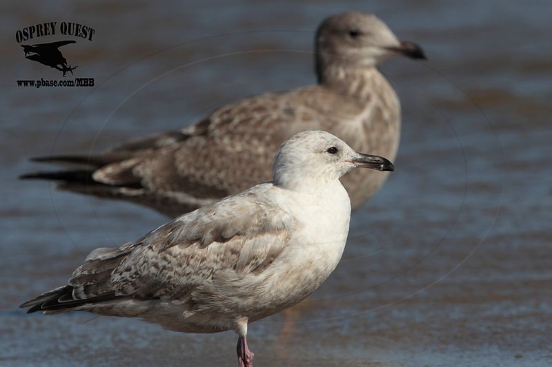 _MG_9787 Thayers? and American Herring Gull.jpg