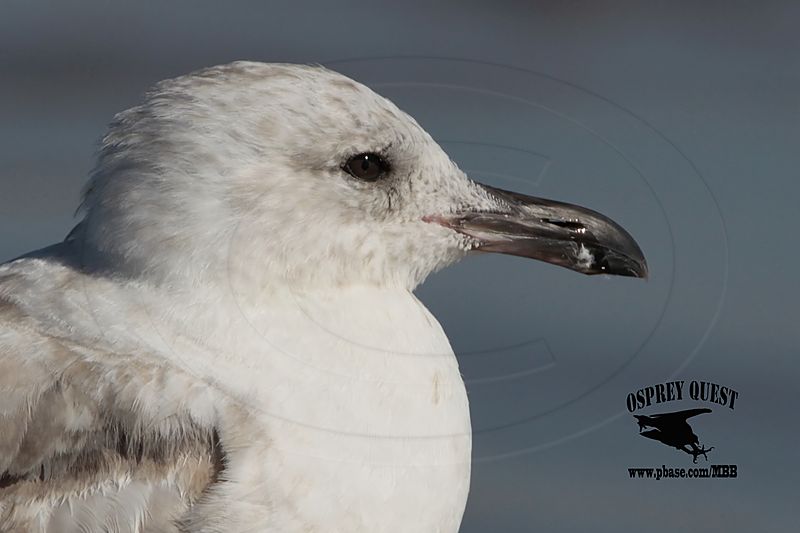 _MG_9929 Thayers Gull?.jpg